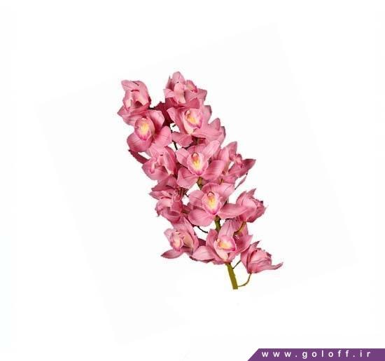 خرید گل ارکیده سیمبیدیوم سیندی فلور - Cymbidium Orchid | گل آف